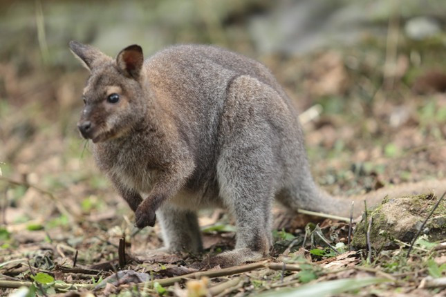 Trong thời gian qua, Trung tâm cứu hộ Hoàng Liên đã nhờ một công ty tại TP HCM nhập cỏ từ Australia, loại thức ăn ưa thích của chuột túi nhưng chưa về tới nơi.