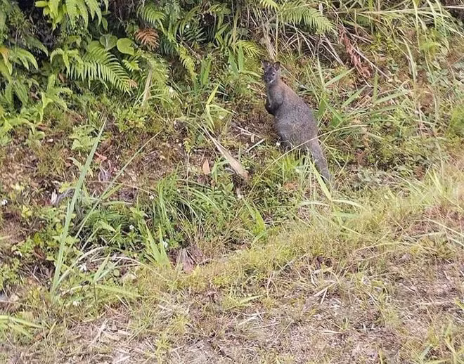 Thông tin từ Trung tâm Cứu hộ bảo tồn phát triển sinh vật Hoàng Liên cho biết, một cá thể chuột túi chết vào ngày 8/12. Đến ngày 12/12, một con khác chết. Cả hai đều là cá thể đực.