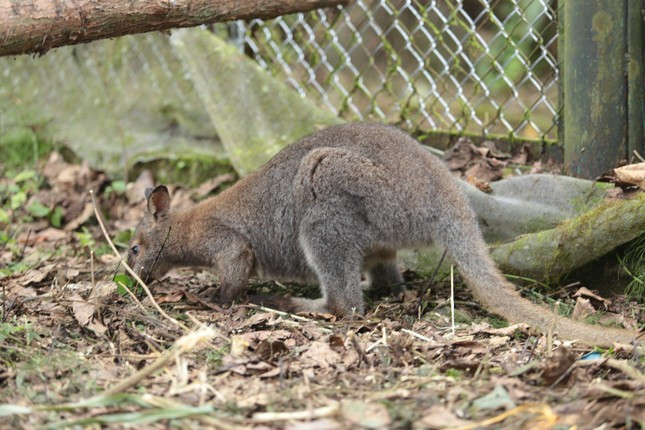 Trước đó, sáng 16/11, Trung tâm Cứu hộ bảo tồn phát triển sinh vật Hoàng Liên đã làm các thủ tục tiếp nhận 4 cá thể chuột túi từ Hạt kiểm lâm huyện Thạch An (tỉnh Cao Bằng).