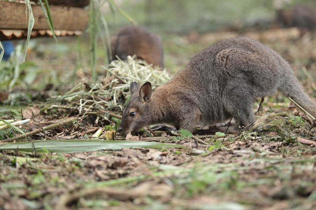Trước khi tiếp nhận 4 con chuột túi (gồm 3 cá thể đực, 1 cá thể cái) từ Chi Cục kiểm lâm tỉnh Cao Bằng, Trung tâm Cứu hộ bảo tồn phát triển sinh vật Hoàng Liên đã có sẵn chuồng trại, cho sửa lại phù hợp để nuôi chuột túi.
