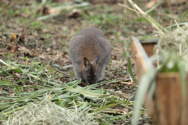 Thêm nữa, loài chuột túi này không có tên trong danh mục loài nguy cấp quý hiếm.