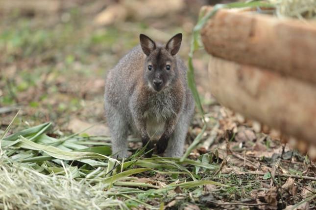 Trước khi chết, hai cá thể chuột túi trên đều có triệu chứng thở khò khè, có thể do thời tiết những ngày tháng 12 ở vùng núi phía Bắc quá lạnh, không phù hợp.
