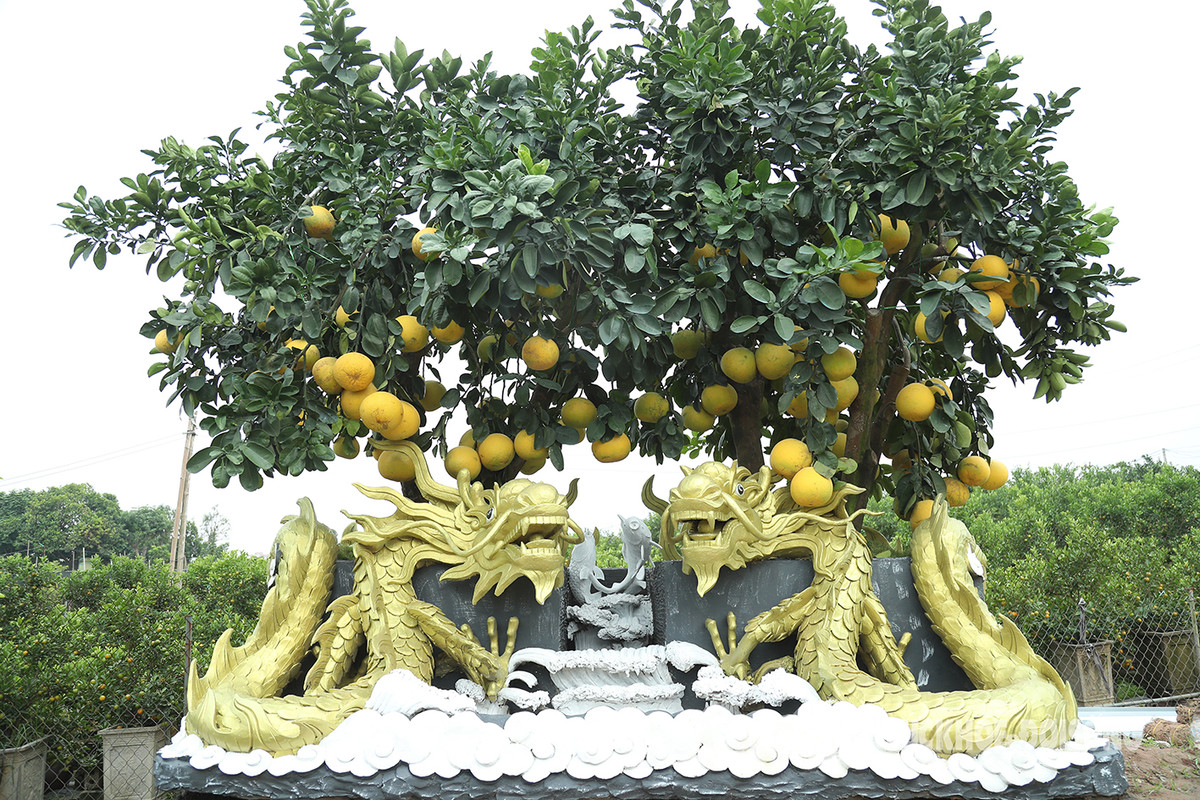 Hiện nay vườn bưởi nhà anh có 40 "tác phẩm bưởi" phục vụ nhu cầu người dân chơi cây Tết 2024.