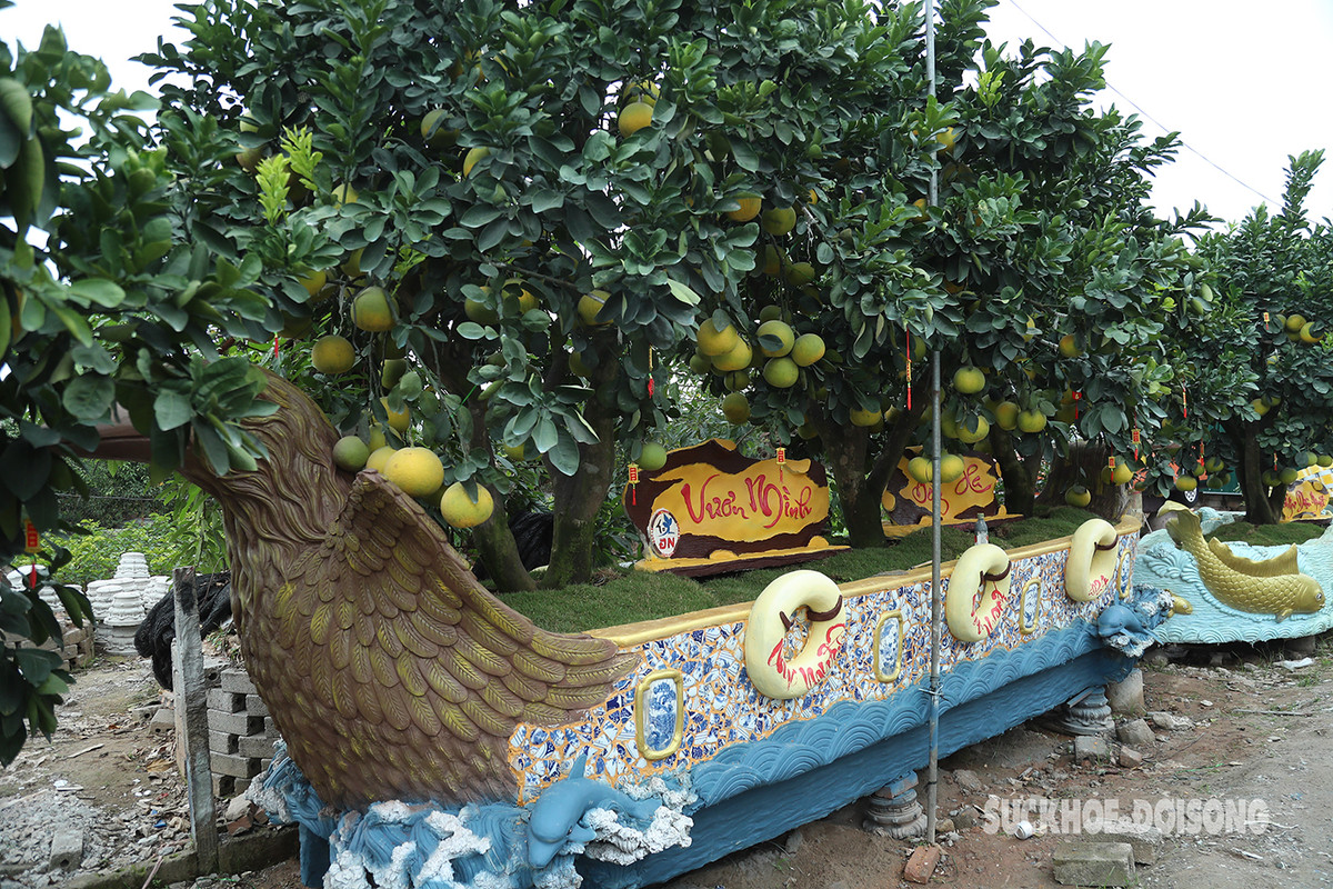 Nhiều năm nay làng nghề trồng cây cảnh huyện Văn Giang, tỉnh Hưng Yên nổi tiếng với những cây cảnh có kiểu dáng độc đáo, muôn hình, muôn vẻ phục vụ nhu cầu của người dân chơi cây cảnh Tết. Để tạo ra những sản phẩm độc lạ, những người làm vườn vùng đất Văn Giang đã đổ mồ hôi, công sức sưu tầm, sáng tạo cho ra những cây bưởi cảnh để có sức hấp dẫn đặc biệt với người chơi.