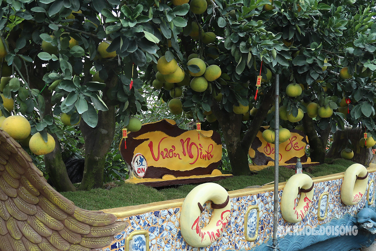 Anh Lý Văn Đức, (chủ vườn bưởi ở xã Liên Nghĩa, Văn Giang, Hưng Yên) có nhiều chậu bưởi độc lạ cho biết, năm 2016 trên một thân cây bưởi đã bị lũa, anh thuê thợ đục đẽo biến gốc cây đấy thành một tác phẩm nghệ thuật đẹp mắt. Tuy nhiên, do rất khó để tìm kiếm nên anh đã suy nghĩ đến việc dùng bê tông để tạo thành các tác phẩm để làm chậu sau đó đặt cây bưởi lên.