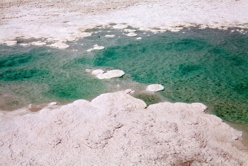 Các "ụ sống" ngâm mình trong nước cực mặn, có tính axit cao, bị nung nóng bởi bức xạ Mặt Trời thuộc loại khủng khiếp nhất thế giới. Hai loài vi khuẩn chính được xác định trong các "ụ sống" gồm: vi khuẩn lam vẫn đang quang hợp mạnh mẽ và các sinh vật đơn bào được gọi là cổ khuẩn.