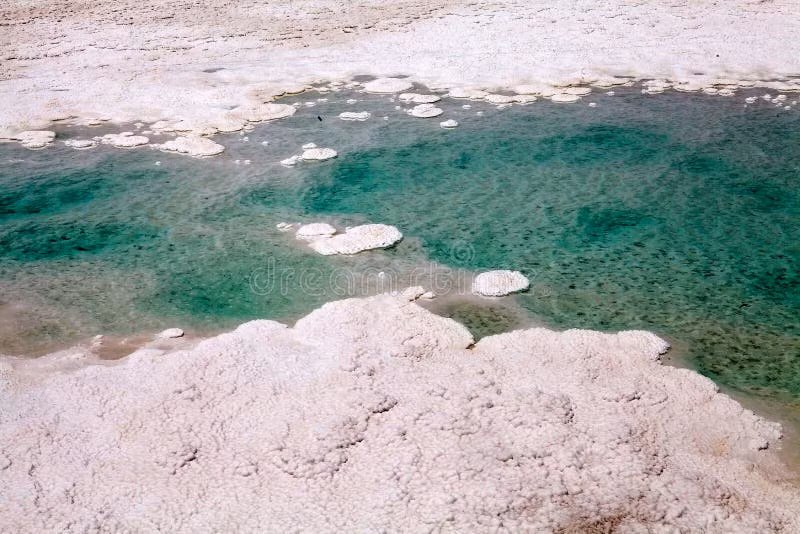 Các "ụ sống" ngâm mình trong nước cực mặn, có tính axit cao, bị nung nóng bởi bức xạ Mặt Trời thuộc loại khủng khiếp nhất thế giới. Hai loài vi khuẩn chính được xác định trong các "ụ sống" gồm: vi khuẩn lam vẫn đang quang hợp mạnh mẽ và các sinh vật đơn bào được gọi là cổ khuẩn.