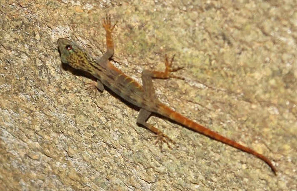 Theo các chuyên gia, tắc kè đuôi vàng có tên khoa học là Cnemaspis psychedelica. Đây là loài động vật đặc hữu, quý hiếm và có giá trị bảo tồn cao.