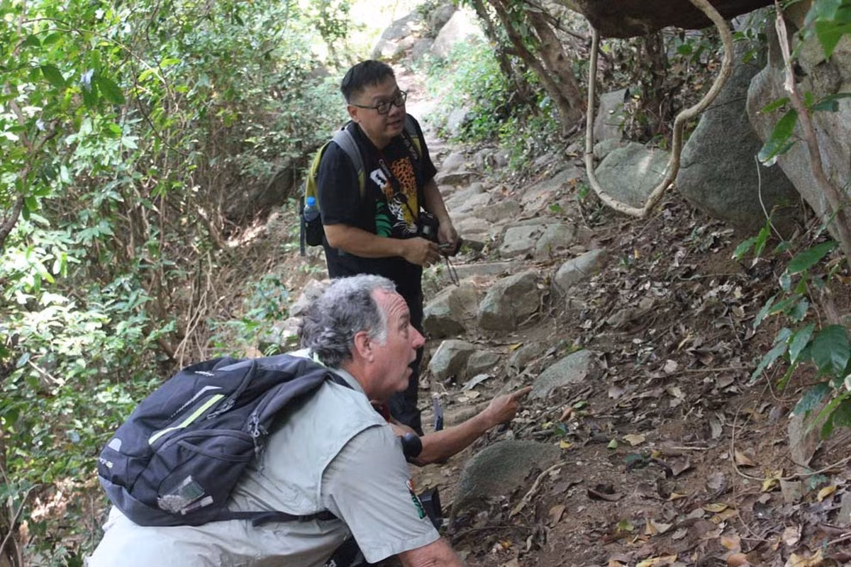 Tắc kè đuôi vàng có thói quen ra ngoài kiếm ăn vào ban đêm. Phần lớn thời gian trong ngày chúng ở các tảng đá mẹ thuộc rừng thường xanh trên đảo với độ cao từ 5 - 300m so với mặt biển.