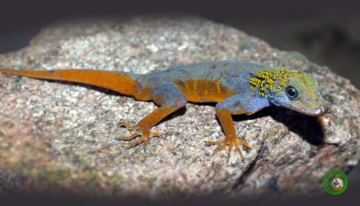 Đặc biệt, tắc kè đuôi vàng được xem là loài động vật chỉ có ở Việt Nam.