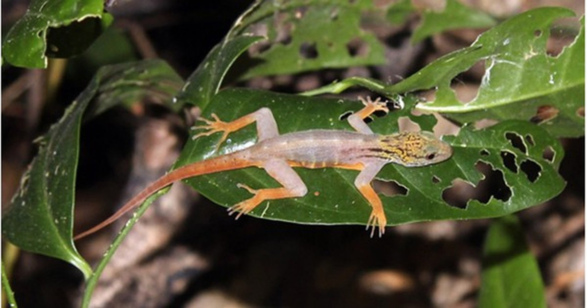 Thức ăn của tắc kè đuôi vàng chủ yếu gồm những loài côn trùng sống trong khu vực. Chúng thường đẻ 2 trứng ở các bọng cây, kẽ nứt vách đá vào đầu mùa mưa hàng năm.