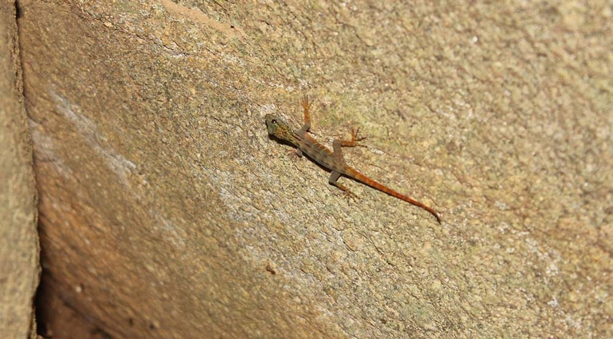 Tắc kè đuôi vàng nổi bật với cơ thể có màu sắc khá bắt mắt khi lưng có màu xám xanh đến đỏ tía nhạt trong khi thân và đuôi có màu cam.