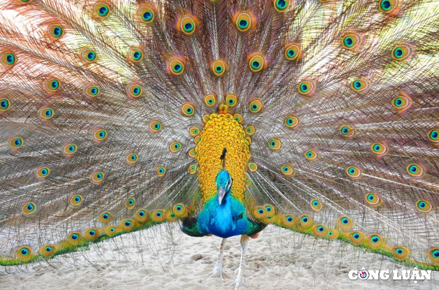 Vuon Quoc gia Bu Gia Map - Tieng goi day me hoac cua thien nhien-Hinh-3