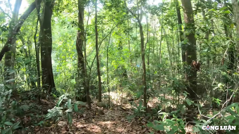 Vuon Quoc gia Bu Gia Map - Tieng goi day me hoac cua thien nhien-Hinh-4