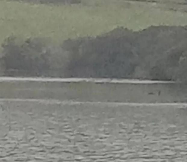 Khi xem bức ảnh, nhiều người nhận thấy một bóng đen xuất hiện trên mặt hồ và cho rằng đó là "bằng chứng rõ ràng nhất" về sự tồn tại của sinh vật huyền thoại này.