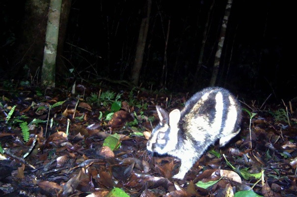 Thỏ vằn Trường Sơn có tên khoa học Nesolagus timminsi. Theo Sách đỏ IUCN, loài thú này đang được xếp vào nhóm nguy cấp (Endangered). Các chuyên gia cho rằng, thỏ vằn Trường Sơn được cho chỉ có phân bố ở phía bắc và trung dãy Trường Sơn.