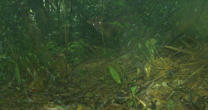 Trong đó, mang lớn có tên khoa học là Muntiacus vuquangensis. Loài này được các nhà khoa học biết đến kể từ năm 1994 và chỉ được tìm thấy trong dãy núi Trường Sơn, nơi giáp ranh giữa Lào và Việt Nam. Năm 2016, tình trạng của loài này được chuyển từ bị đe dọa thành bị đe dọa nghiêm trọng trong Sách Đỏ của IUCN (Liên minh quốc tế bảo tồn thiên nhiên và tài nguyên thiên nhiên) về các loài bị đe dọa.