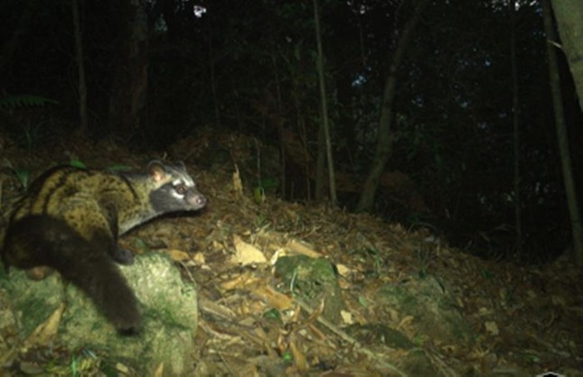 Nhím đuôi dài, cầy vòi hương, chồn móc cua, chồn bạc má, cầy vòi mốc, cầy gấm, chồn họng vàng, triết bụng vàng, triết chỉ lưng, dúi, mèo rừng, sóc, lợn rừng, gà so lưng gụ, khướu đất hung, hoét xanh... cũng được Vườn Quốc gia Vũ Quang ghi nhận lần này.