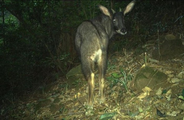Đặc biệt, một số loài động vật rất quan trọng cho công tác bảo tồn tại khu vực, cần có các phương án bảo vệ nghiêm ngặt được Vườn Quốc gia Vũ Quang ghi nhận là: mang lớn (một dạng hươu), mang Trường Sơn, thỏ vằn Trường Sơn, cầy vằn Bắc, voi châu Á.