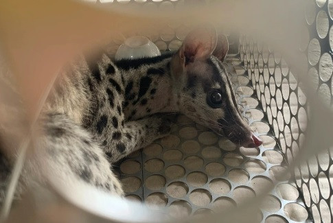 Cầy vằn Bắc là một loài đặc hữu ở Đông Dương. Là một trong những loài thú ăn thịt có diện tích phân bố hẹp nhất, loài cầy này chỉ phân bố ở 3 nước là: Việt Nam, đông Lào và một phần phía nam Trung Quốc.