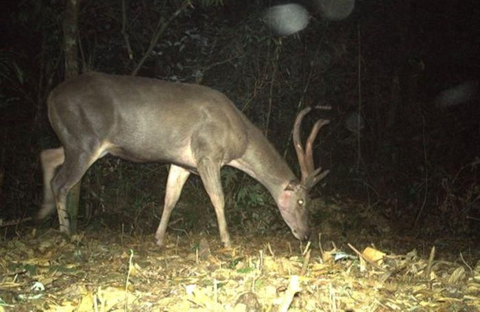 Ngày 20/12, các cán bộ thuộc Vườn Quốc gia Vũ Quang, tỉnh Hà Tĩnh đã hoàn thành đặt và thu 85 điểm bẫy ảnh nhằm phục vụ hoạt động giám sát đa dạng sinh học. Theo đó, đơn vị bước đầu ghi nhận 58 loài động vật hoang dã, quý hiếm, bao gồm 9 loài đặc hữu của dãy Trường Sơn.