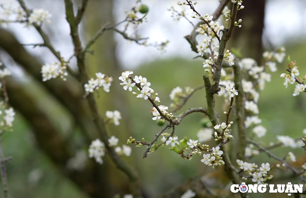 Len Moc Chau ngam mua hoa man no-Hinh-2