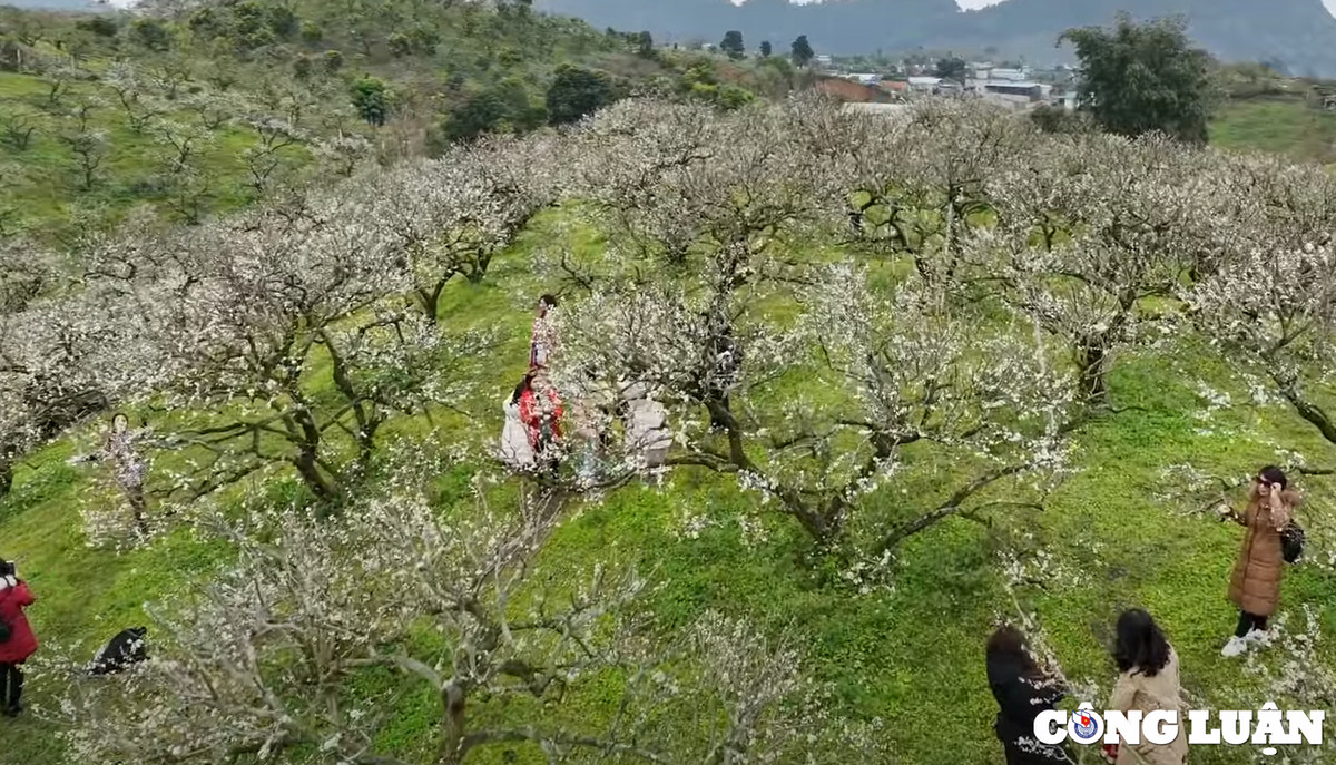 Len Moc Chau ngam mua hoa man no-Hinh-3