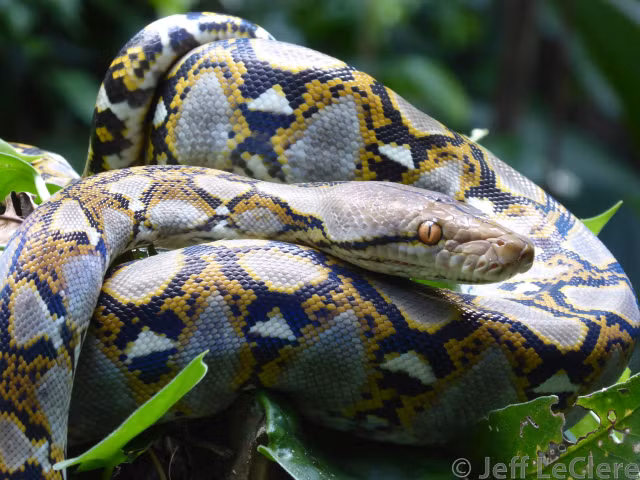 Trăn gấm (còn gọi là trăn mắt lưới châu Á) có tên khoa học là Python reticulatus, thuộc nhóm IIB danh mục động vật rừng nguy cấp quý hiếm, nghiêm cấm khai thác và sử dụng. Loài trăn này có tên trong Sách Đỏ thế giới và Việt Nam.