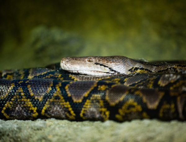 Tại Việt Nam, trăn gấm phân bố ở một số tỉnh thành gồm: Đà Nẵng, Kon Tum, Gia Lai, Đăk Lăk, Bình Định...