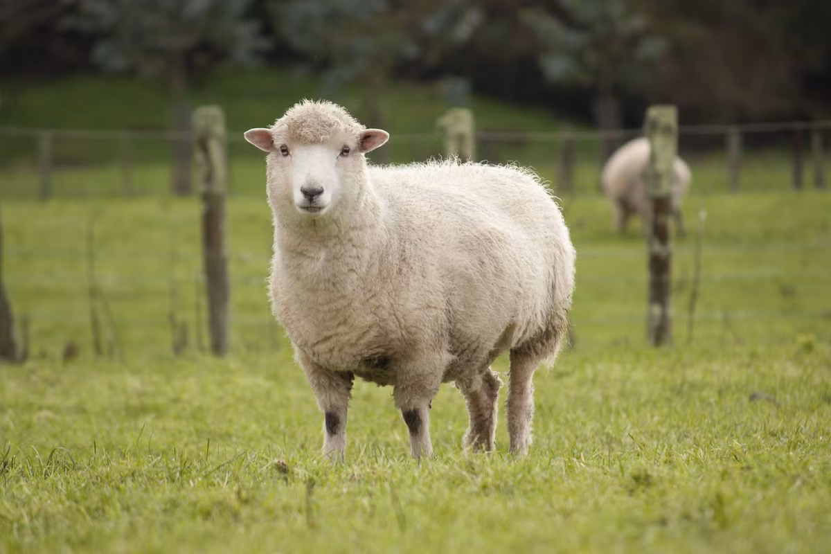 Bởi lẽ, xe ngựa và xe bò kéo rất phổ biến ở Trung Quốc thời phong kiến. Trong khi đó, xe cừu kéo là cực kỳ hiếm nhưng từng xuất hiện trong lịch sử Trung Quốc cũng như các truyền thuyết.