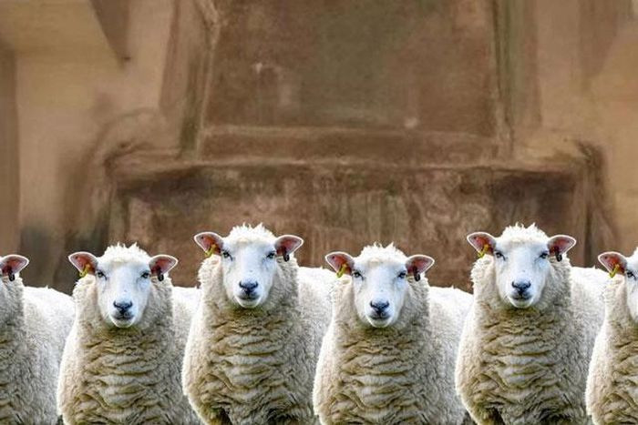 Theo các chuyên gia, 6 bộ xương cừu được xếp thành hàng một cách ngay ngắn. Những con vật này đeo các phụ kiện dùng để kéo xe nên họ kết luận đây là một cỗ xe do cừu kéo.