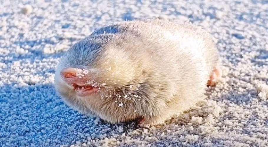 Sau hơn 80 năm mất tích, vào tháng 12/2023, các nhà khoa học thông báo đã phát hiện một con chuột chũi vàng De Winton với bộ lông sáng óng ánh tại Nam Phi.