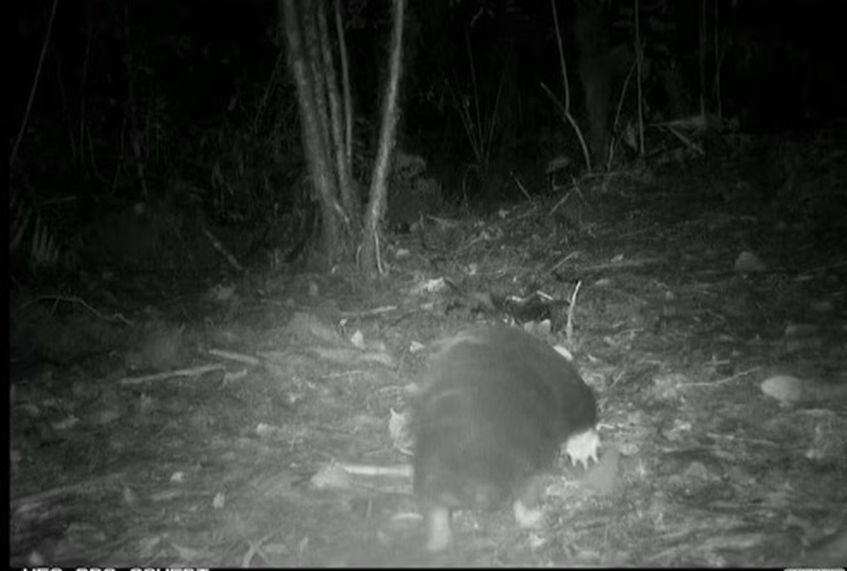 Từ đó đến nay, giới khoa học không còn ghi nhận được mẫu vật nào khác, điều này khiến các nhà khoa học cứ ngỡ loài thú lông nhím mỏ dài Attenborough đã tuyệt chủng. Thú lông nhím mỏ dài Attenborough là loài nhỏ nhất trong chi thú lông nhím mỏ dài, có cân nặng từ 5 - 10kg. Chúng phân bố trên đảo New Guinea và tỉnh Papua của Indonesia.