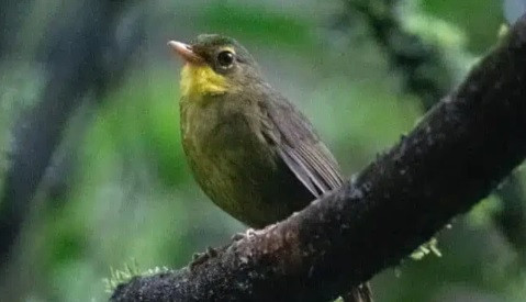 Ngày 1/3/2023, các nhà bảo tồn thiên nhiên thông báo về sự trở lại tự nhiên của một loài động vật quý hiếm sau 24 năm biến mất. Đó chính loài chim Dusky Tetraka hay còn gọi là Crossleyia tenebrosa. Đây là loài chim biết hót cổ vàng có nguồn gốc từ Madagascar.