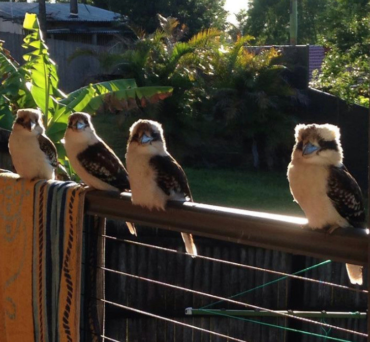 "Đứa cháu trai 15 tuổi của tôi có một nhóm 'bạn' chờ nó mỗi ngày để ăn sáng", một cư dân mạng chú thích.