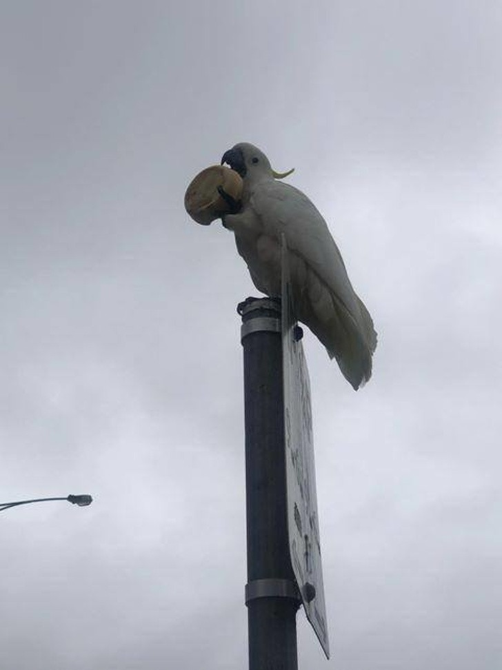 "Chỉ là một chú vẹt với chiếc bánh của nó", người đăng bức ảnh này cho hay.