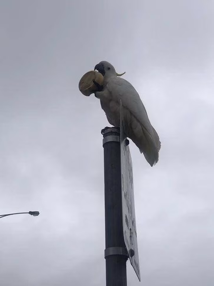 "Chỉ là một chú vẹt với chiếc bánh của nó", người đăng bức ảnh này cho hay.