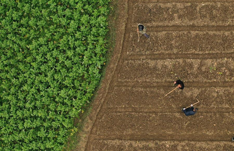 Hoạt động lao động sản xuất trên cánh đồng của người nông dân ở Zhujiachang, Quý Châu, ngày 19/2. 