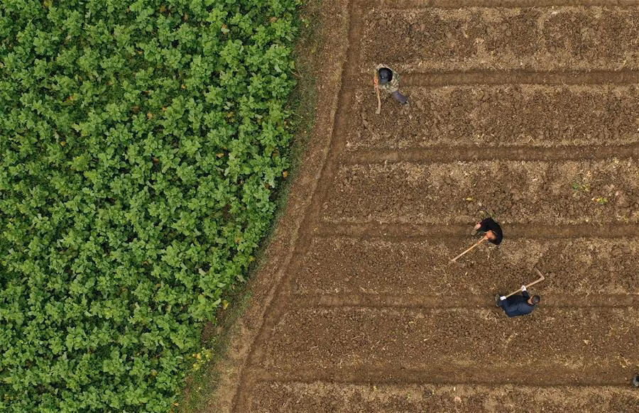 Hoạt động lao động sản xuất trên cánh đồng của người nông dân ở Zhujiachang, Quý Châu, ngày 19/2. 