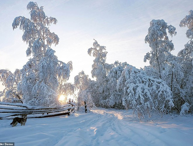 Một khu rừng ở Yakutia bao phủ trong tuyết khi nhiệt độ xuống dưới -50 độ C trong tuần này.