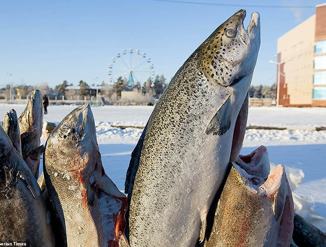 Với những người muốn trải nghiệm cái lạnh sâu ở Siberia, dễ dàng kiếm được những món kem bất đắc dĩ ở nhiệt độ dưới âm 40 độ C.