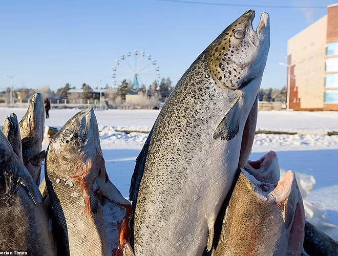 Với những người muốn trải nghiệm cái lạnh sâu ở Siberia, dễ dàng kiếm được những món kem bất đắc dĩ ở nhiệt độ dưới âm 40 độ C.