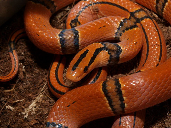 Top loài rắn “tử thần” đẹp mê nhưng cực độc: Việt Nam có nhiều! Top loai ran “tu than” dep me nhung cuc doc: Viet Nam co nhieu!