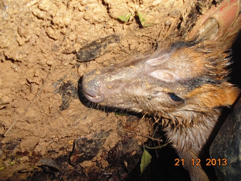 Mang Trường Sơn cũng được phát hiện tại Khu Bảo tồn Sao la Thừa Thiên - Huế. Trong ảnh là một cá thể mang Trường Sơn bị mắc bẫy của các đối tượng lâm tặc được giải cứu. Ảnh: NNVN.