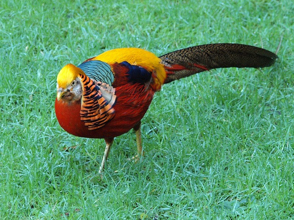  Trĩ vàng có tên khoa học là Chrysolophus pictus. Chúng có nguồn gốc từ Trung Quốc nhưng cũng sinh sống ở Anh, Scotland, Tây Ban Nha và Pháp. Loài chim này có bộ lông rực rỡ với cái đuôi rất dài. Loài chim này được coi là dấu hiệu của may mắn và thịnh vượng.