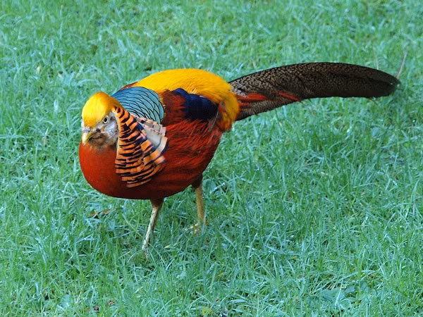  Trĩ vàng có tên khoa học là Chrysolophus pictus. Chúng có nguồn gốc từ Trung Quốc nhưng cũng sinh sống ở Anh, Scotland, Tây Ban Nha và Pháp. Loài chim này có bộ lông rực rỡ với cái đuôi rất dài. Loài chim này được coi là dấu hiệu của may mắn và thịnh vượng.