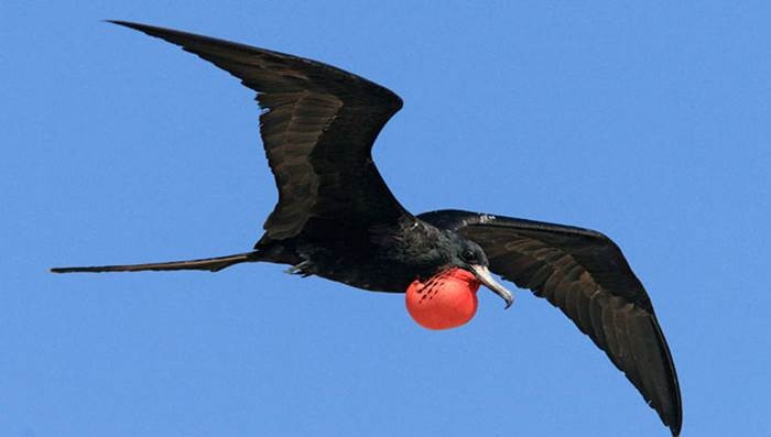 Cái tên Cốc biển đảo Giáng sinh, Ấn Độ Dương xuất phát từ nơi mà chúng được tìm thấy. Chim trống của loài này trông thật đặc biệt với một túi màu đỏ ở cổ, đây cũng là dấu hiệu cho biết, “chim đã có chủ”.