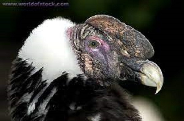 Vì điều này mà kền kền Andean thích sống trong những khu vực có nhiều gió, nơi chúng có thể bay lượn trên bầu trời mà không cần phải dùng nhiều sức lực như các khu vực có nhiều núi lớn hoặc gần các bờ biển, thậm chí là cả sa mạc nơi có luồng không khí lớn.