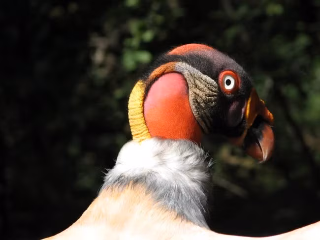  Kền kền vua có tên khoa học là Sarcoramphus. Kền kền vua sinh sống từ miền nam México tới miền bắc Argentina chủ yếu ở các khu rừng đất thấp nhiệt đới.