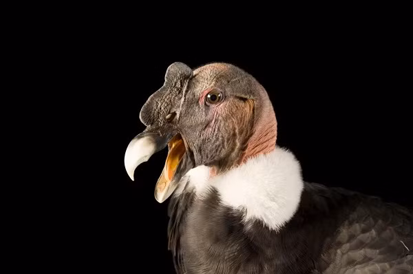 Kền kền khoang cổ được tìm thấy trong dãy núi Andes và bờ biển Thái Bình Dương liền kề miền tây Nam Mỹ. Kền kền khoang cổ Andean được coi là loài chim bay lớn nhất thế giới với khối lượng lớn (lên tới 15kg), độ dài sải cánh là 3,05m.